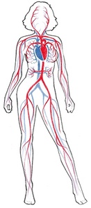 Βασικές ιατρικές πληροφορίες για το ανθρώπινο σώμα